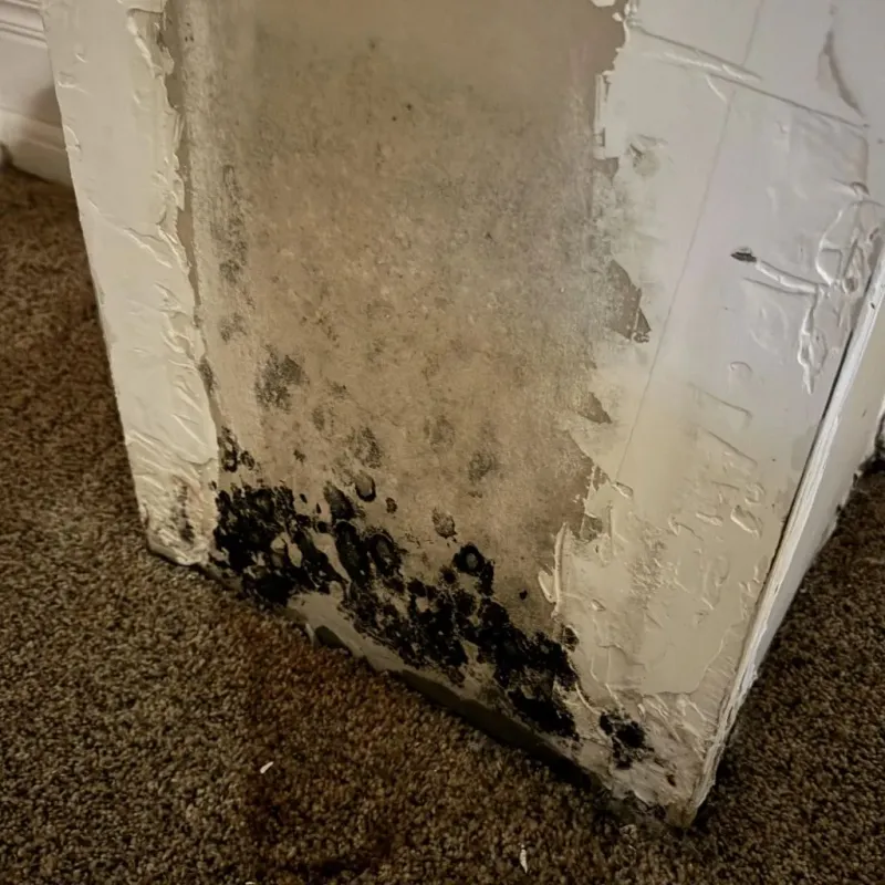 Professional Mold Removal in Mercer County, WV